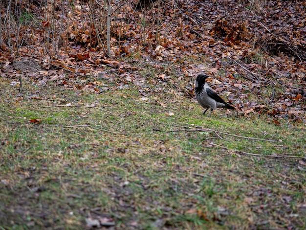 Hermosa foto de una paloma de color negro y gris en el bosque en otoño
