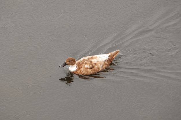 Hermosa foto de un pato marrón nadando en el agua