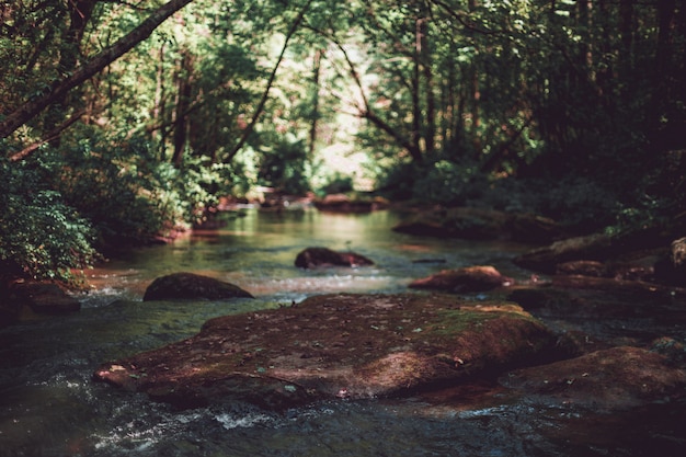 Hermosa foto de un pequeño río en un bosque