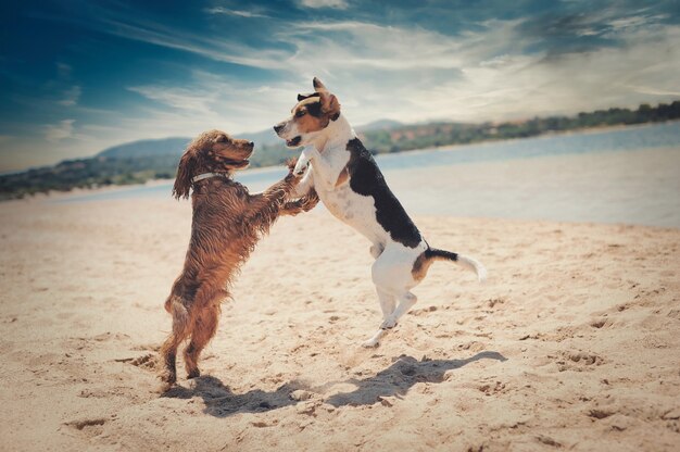 Hermosa foto de perros bailando en la playa