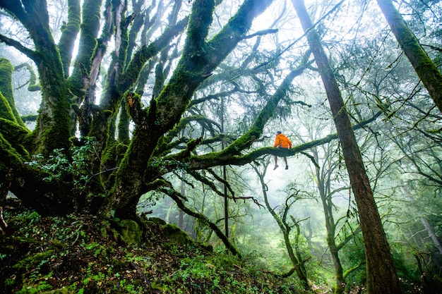 Hermosa foto de una persona sentada en una rama larga de un árbol en el bosque durante el día