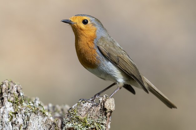 Hermosa foto de un petirrojo europeo (Erithacus rubecula) de pie sobre la roca en un bosque