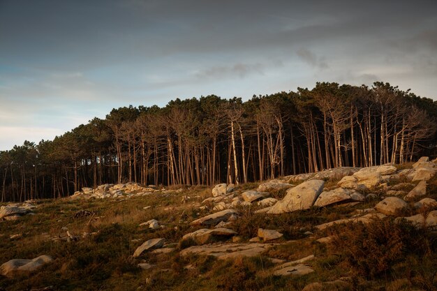 Hermosa foto de piedras y bosque con paisajes de puesta de sol y un cielo nublado