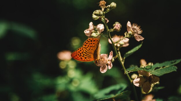 Hermosa foto de una planta floreciente en un bosque con una mariposa bebiendo néctar de ella en un bosque