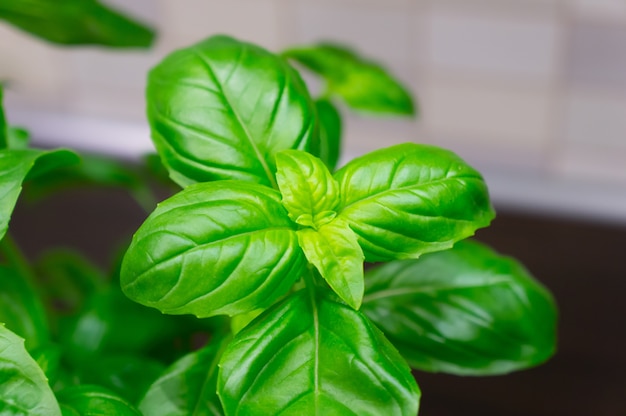 Hermosa foto de una planta de interior con hojas verdes en la habitación