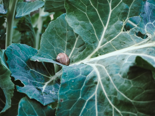 Hermosa foto de una planta verde con una concha de caracol en las hojas