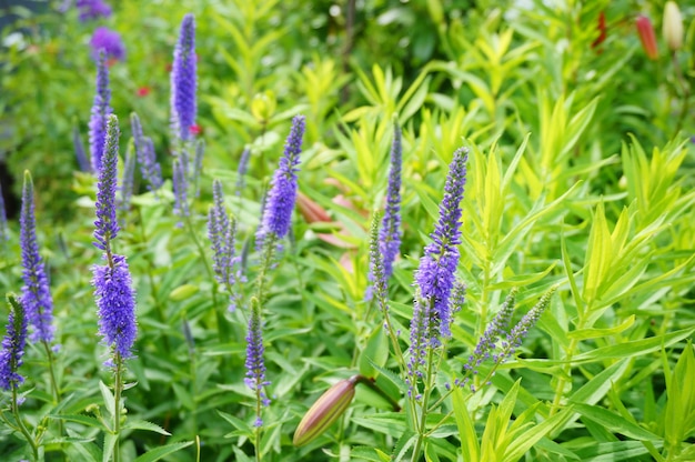 Hermosa foto de plantas de lavanda en el jardín en un día soleado