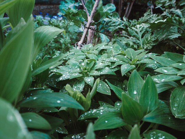 Hermosa foto de las plantas verdes con gotas de agua sobre las hojas en el jardín