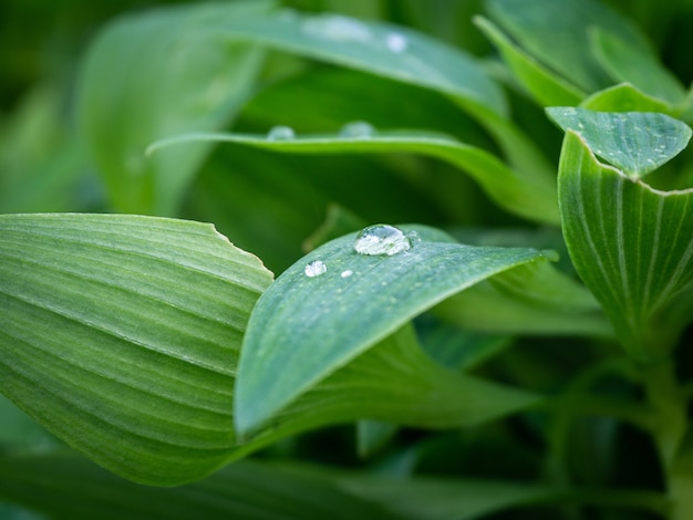Hermosa foto de las plantas verdes con gotas de agua sobre las hojas en el parque