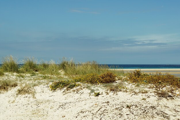 Hermosa foto de una playa de arena llena de arbustos en Tarifa, España