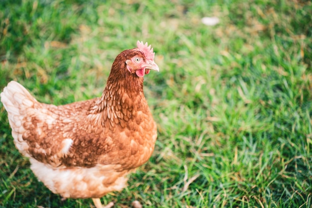 Foto gratuita hermosa foto de un pollo caminando sobre la hierba en los campos en un día soleado