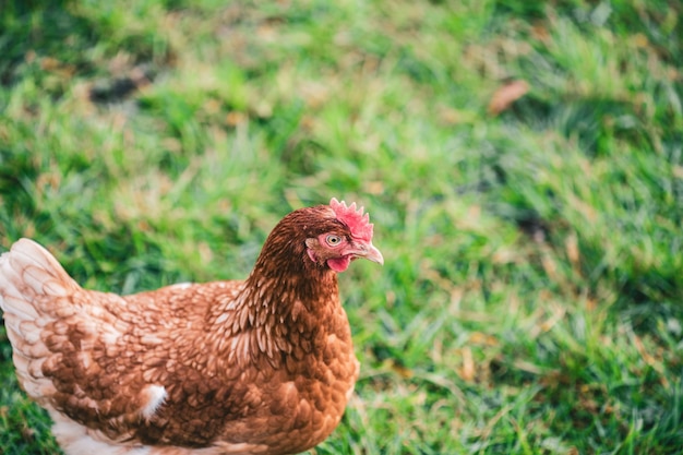 Hermosa foto de un pollo en el césped de la granja en un día soleado