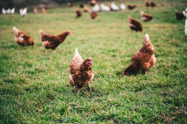 Hermosa foto de pollos en el césped de la granja en un día soleado