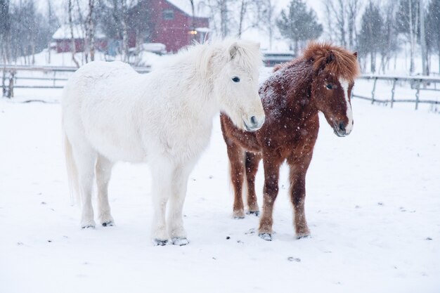 Hermosa foto de ponis blancos y marrones de pie uno cerca del otro en el norte de Suecia
