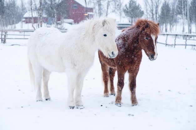 Hermosa foto de ponis blancos y marrones de pie uno cerca del otro en el norte de Suecia