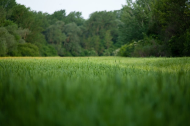 Hermosa foto de un prado verde cerca de un bosque