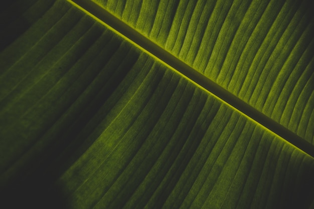 Hermosa foto de primer plano de una hoja de plátano verde