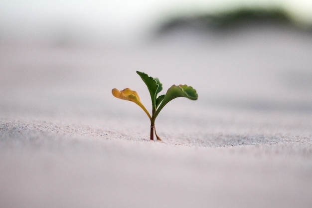 Hermosa foto de primer plano de una planta amarilla y verde en una arena
