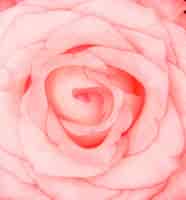 Foto gratuita hermosa foto de primer plano de una rosa rosa