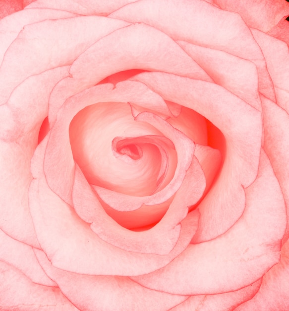 Hermosa foto de primer plano de una rosa rosa