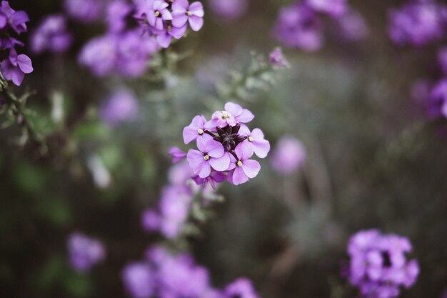Hermosa foto de una rama de flores lilas en foco