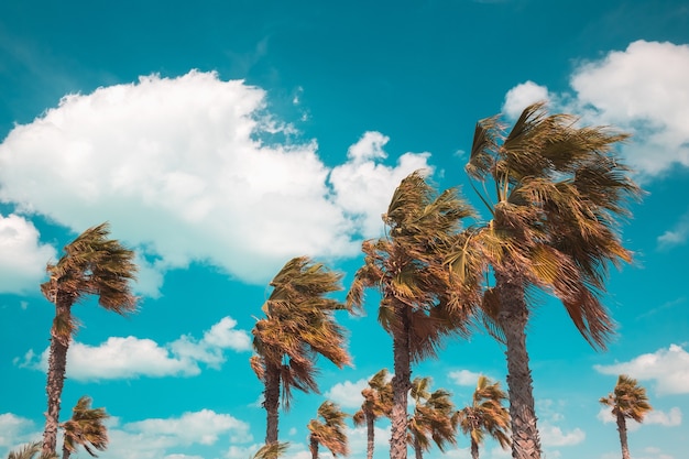 Hermosa foto de ramas de los árboles inclinada bajo el poder del viento