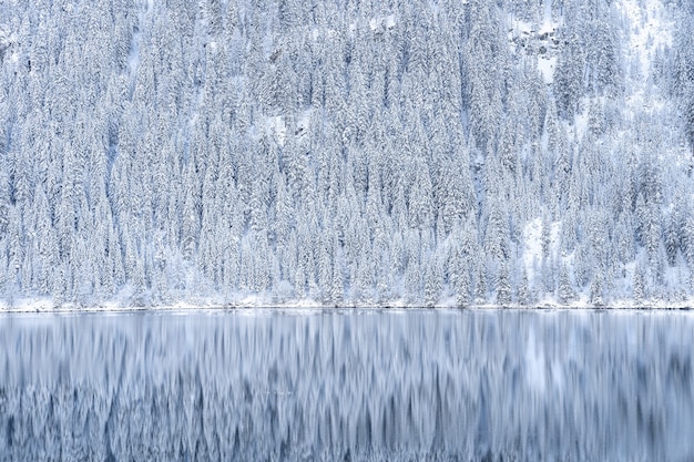 Hermosa foto de un reflejo de árboles cubiertos de nieve en el lago