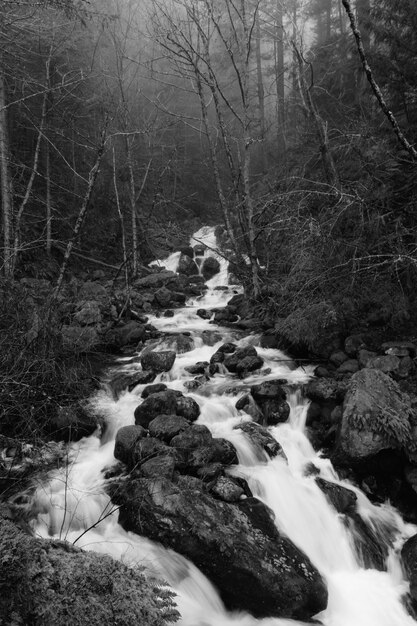 Hermosa foto de un río en un bosque en un terreno rocoso