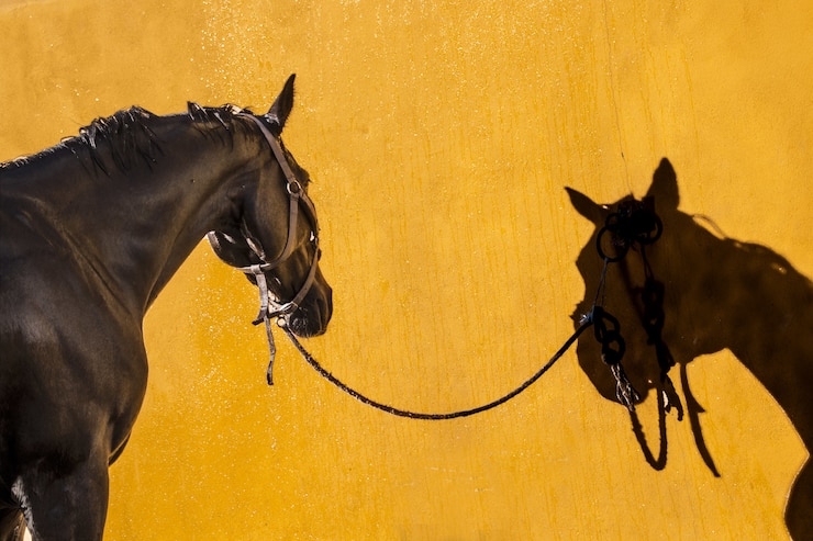 Foto gratuito hermosa foto de un semental marrón reflexionando sobre un fondo amarillo