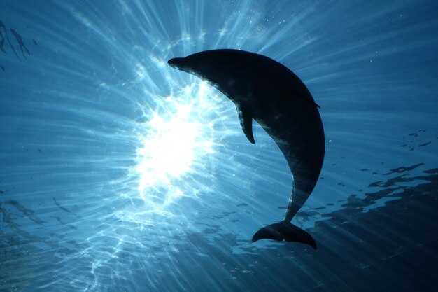 Hermosa foto de la silueta de los delfines en el agua