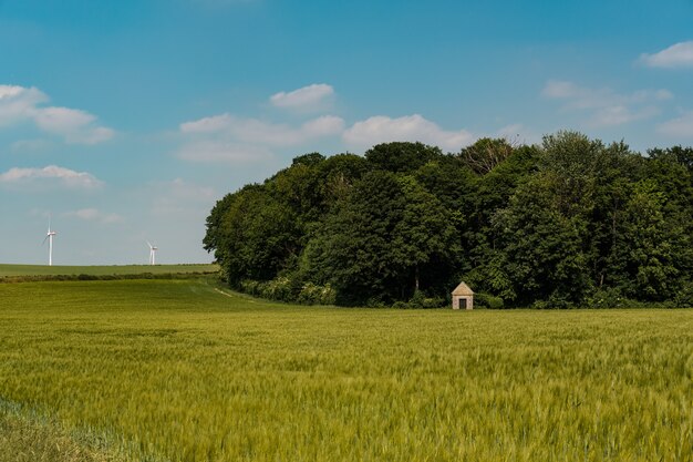 Hermosa foto de un suelo de hierba verde con árboles bajo el cielo azul