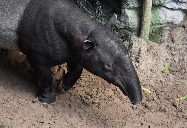 Hermosa foto de un tapir blanco y negro salvaje