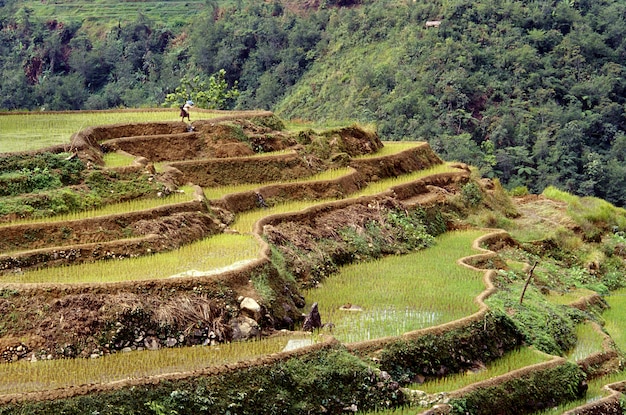 Hermosa foto de las terrazas de arroz de Banaue con una colina boscosa en Filipinas