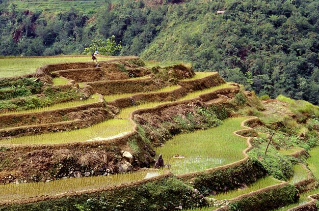 Hermosa foto de las terrazas de arroz de Banaue con una colina boscosa en Filipinas