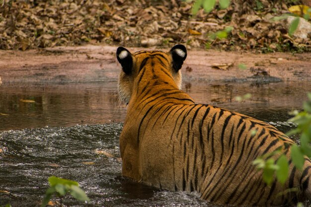 Hermosa foto de un tigre majestuoso caminando en el agua en el bosque