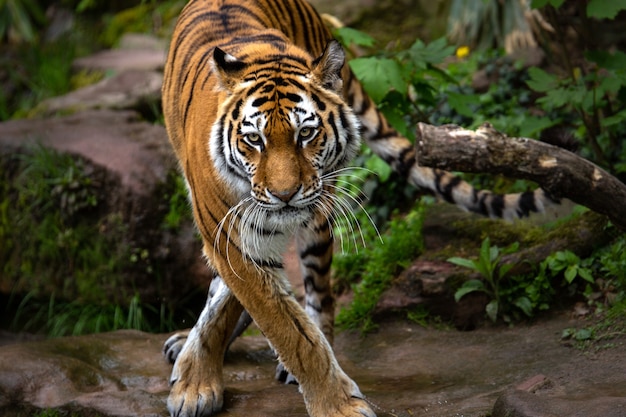 Hermosa foto de un tigre de pie en el bosque durante el día