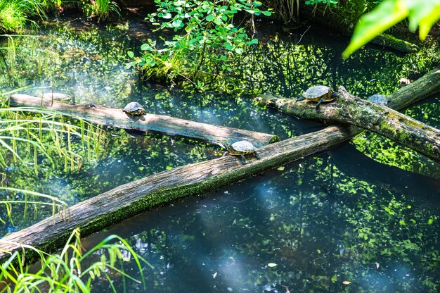 Hermosa foto de tortugas en un puente de madera sobre el estanque