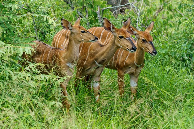 Hermosa foto de tres antílopes bongo de pie sobre un suelo de hierba