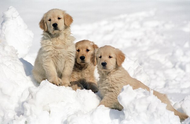 Hermosa foto de tres cachorros de Golden Retriever descansando sobre la nieve con un fondo borroso