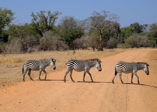 Hermosa foto de tres cebras cruzando la carretera en safari con árboles