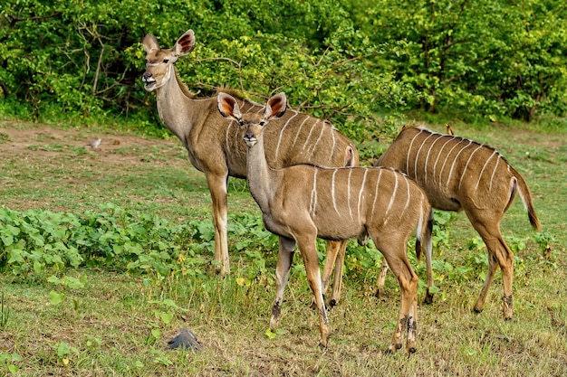 Foto gratuita hermosa foto de tres kudus caminando juntos rodeados de naturaleza verde durante el día