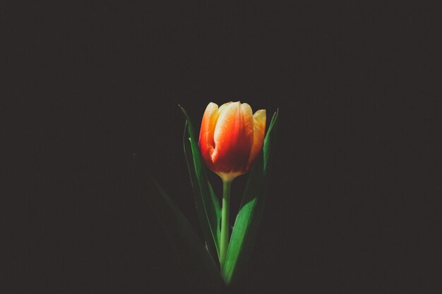 Hermosa foto de un tulipán naranja sobre un fondo negro