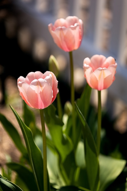 Hermosa foto de los tulipanes de color rosa claro que brillan bajo los rayos del sol
