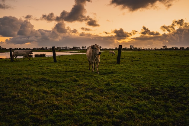 Hermosa foto de vacas en un campo rural en Zelanda, Países Bajos