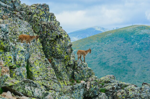 Hermosa foto de un venado de cola blanca en montañas rocosas