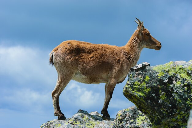 Hermosa foto de un venado de cola blanca en montañas rocosas