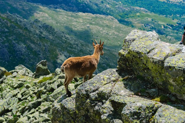 Hermosa foto de un venado de cola blanca en montañas rocosas