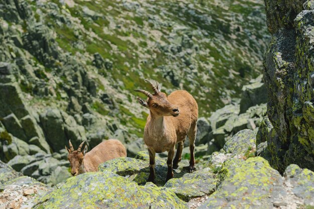 Hermosa foto de un venado de cola blanca en montañas rocosas