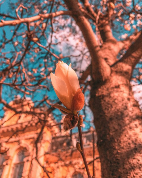 Hermosa foto vertical de una flor de durazno