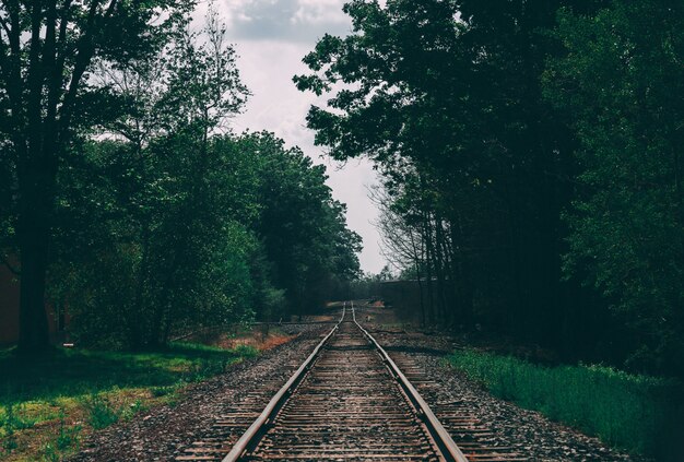 Hermosa foto de una vía de tren rodeada de árboles